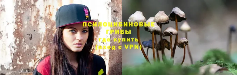 мега как войти  Норильск  Галлюциногенные грибы Psilocybe 